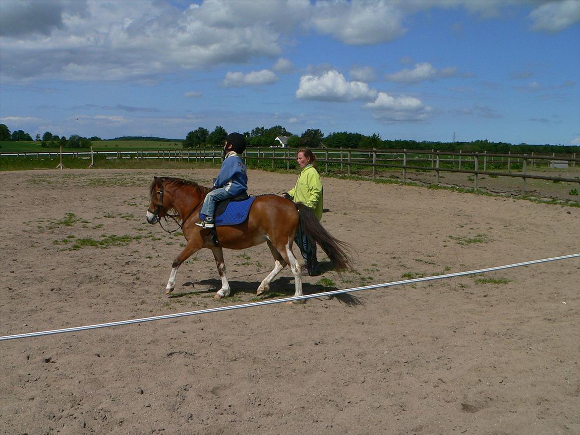 Anden særlig race Honey billede 16