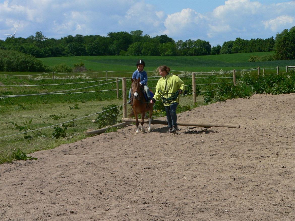 Anden særlig race Honey - Valdemar springer billede 17