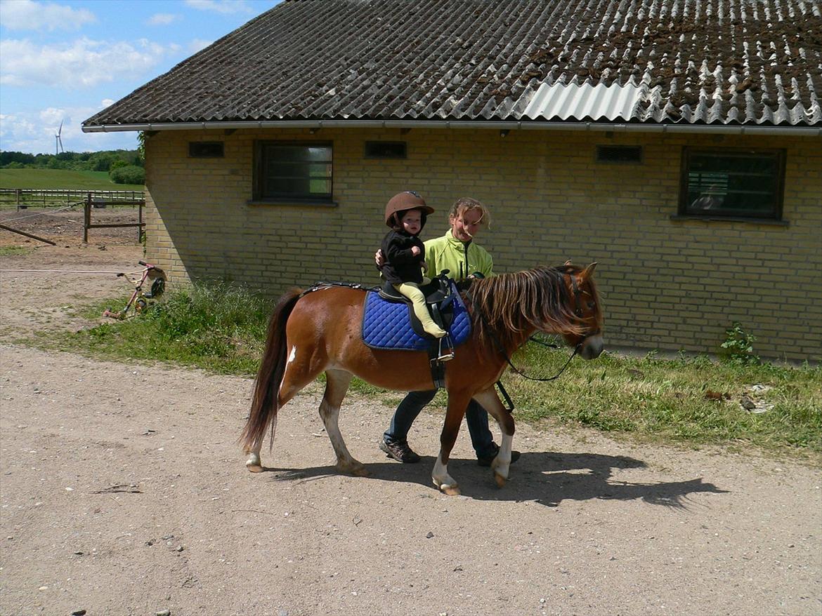 Anden særlig race Honey - Hjalte får en ridetur billede 18