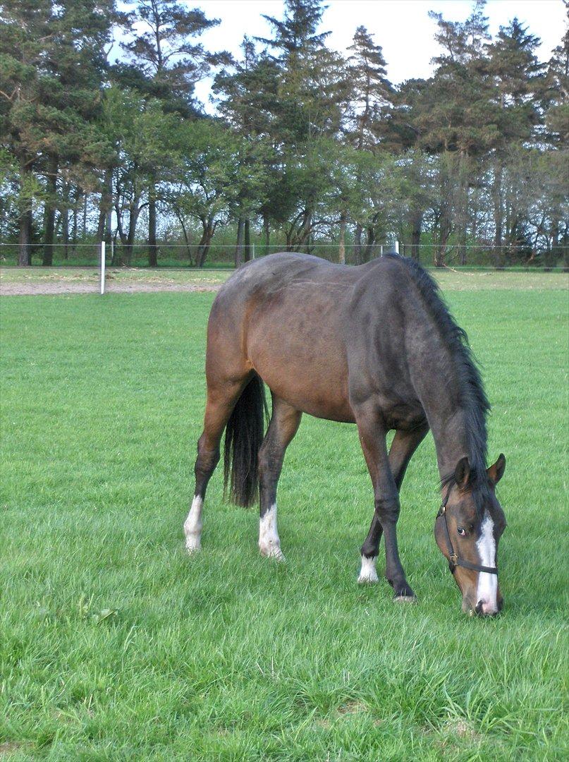 Dansk Varmblod Søballegårds Domina - 2 år billede 15