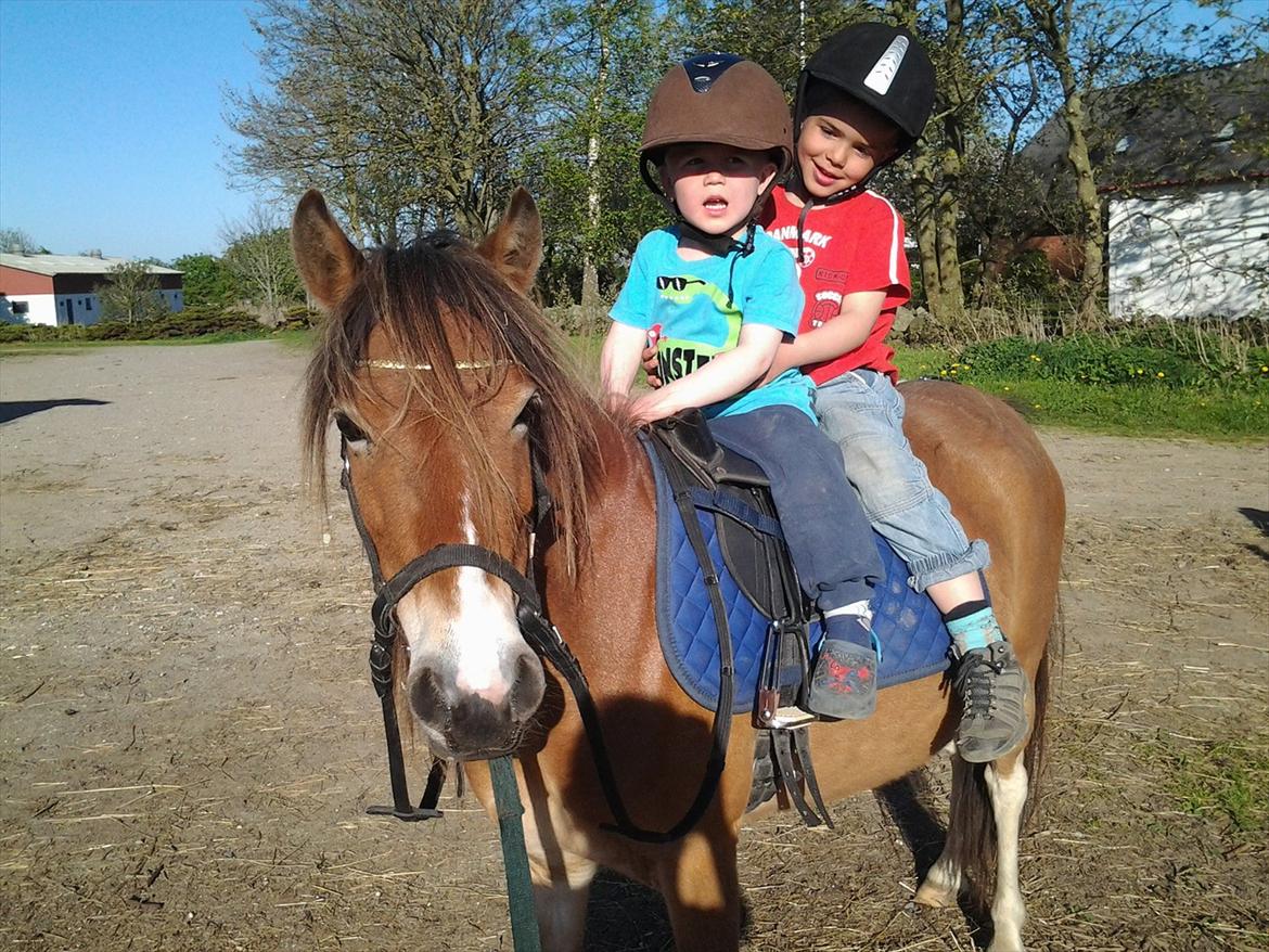 Anden særlig race Honey - Begge ville ride fra banen og til stalden. Så dette blev løsningen på det billede 19