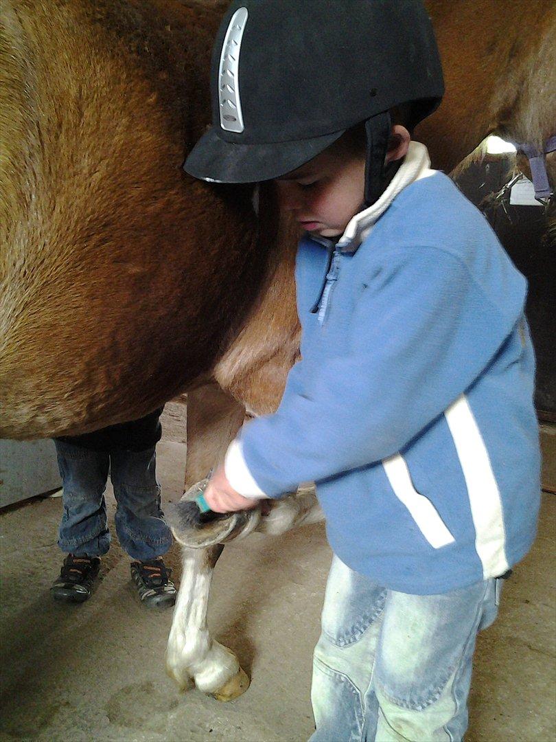 Anden særlig race Honey - Stor ting at rense hove billede 20