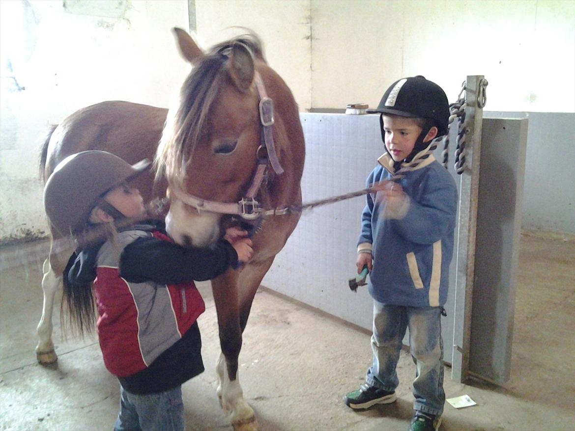 Anden særlig race Honey - Stolte hesteejere strigler billede 1