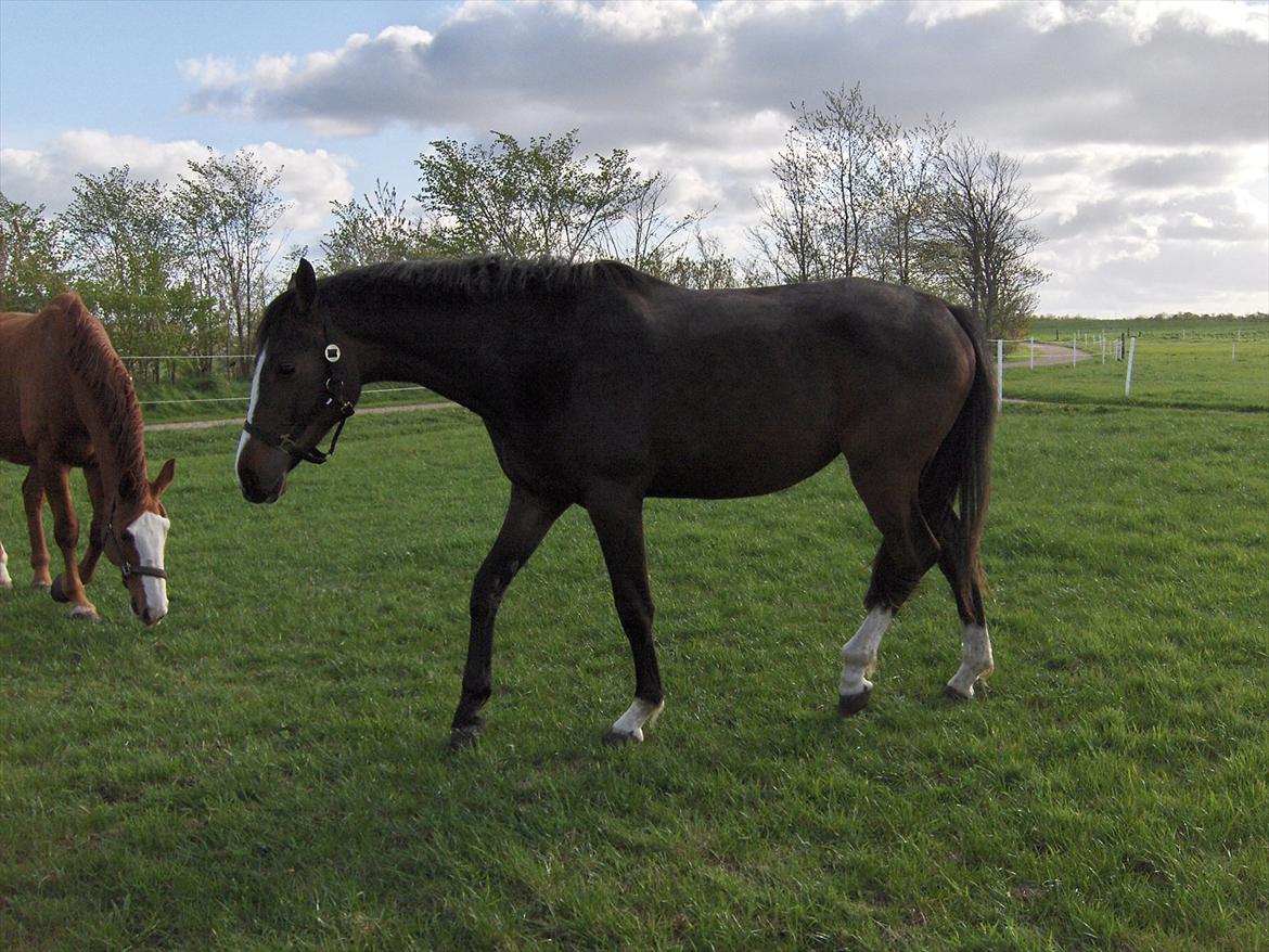 Dansk Varmblod Søballegårds Domina - 2 år billede 16