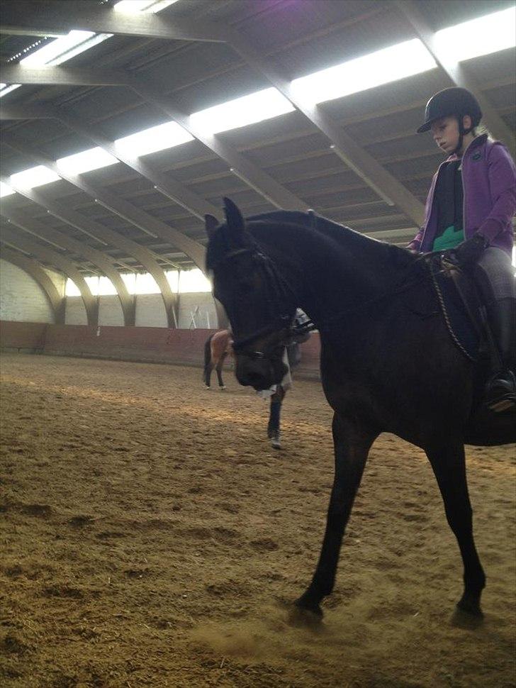 Anden særlig race Solo<3 billede 2