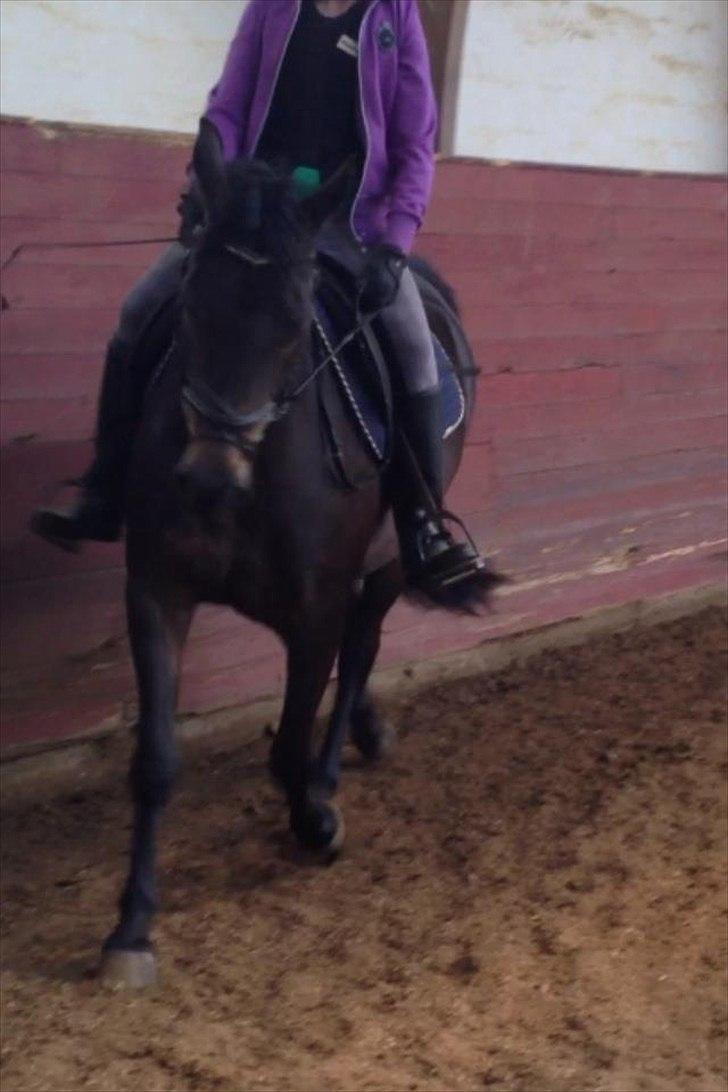 Anden særlig race Solo<3 billede 5