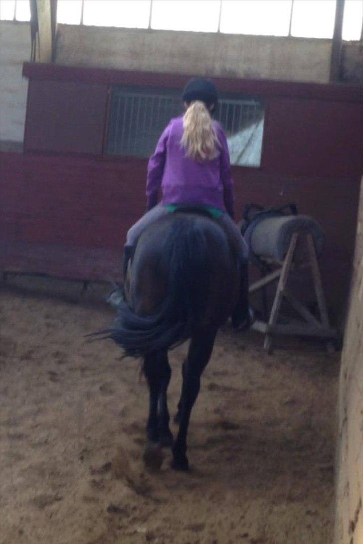 Anden særlig race Solo<3 billede 6