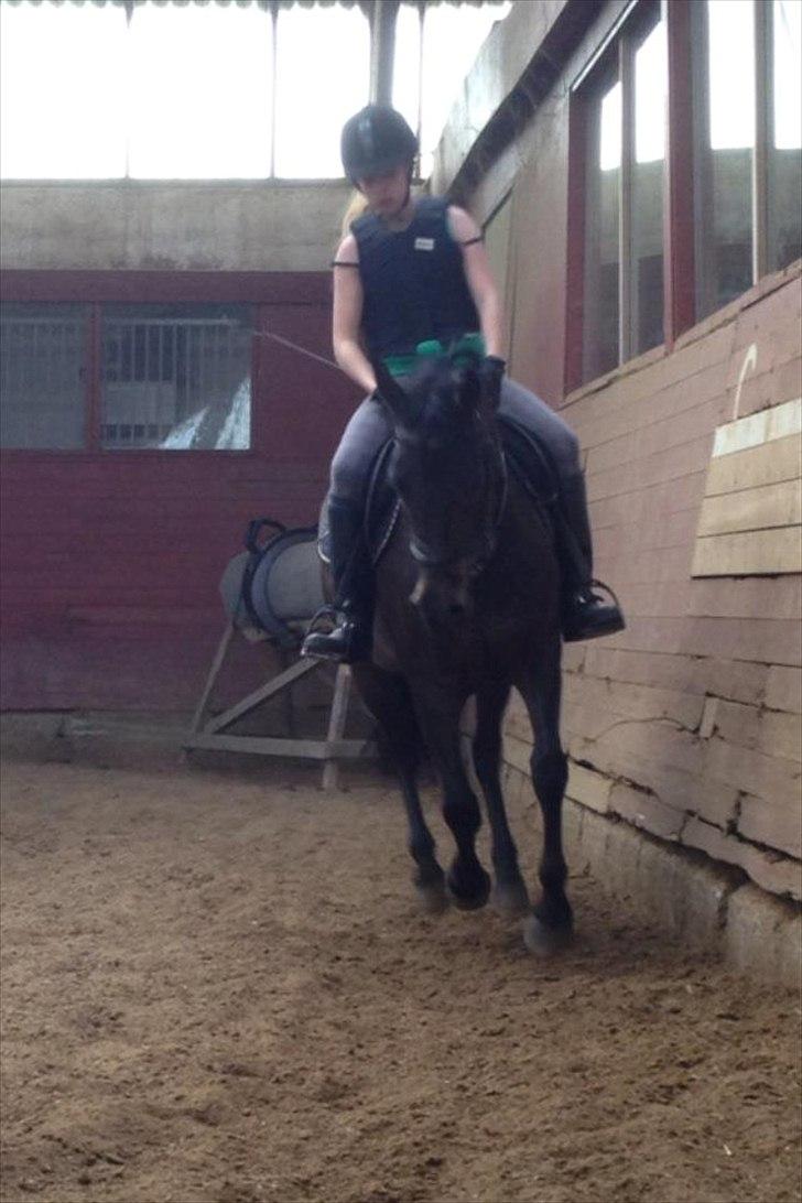 Anden særlig race Solo<3 - så galopere vi lige lidt <3 billede 7