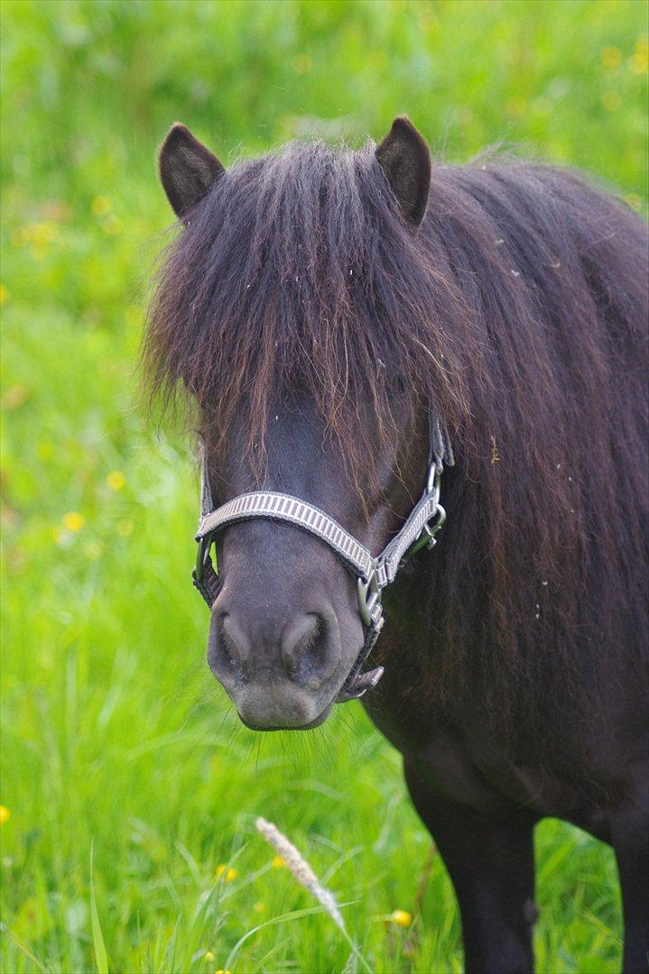 Shetlænder Tasha billede 4