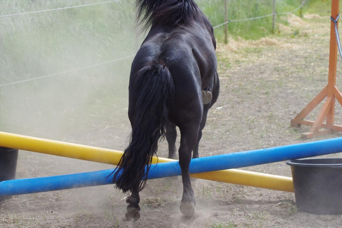 Shetlænder Tasha billede 5