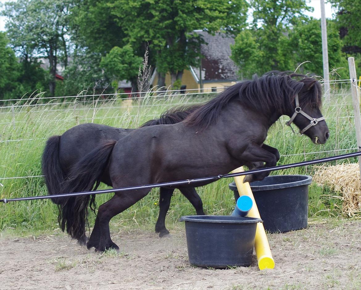 Shetlænder Tasha billede 7