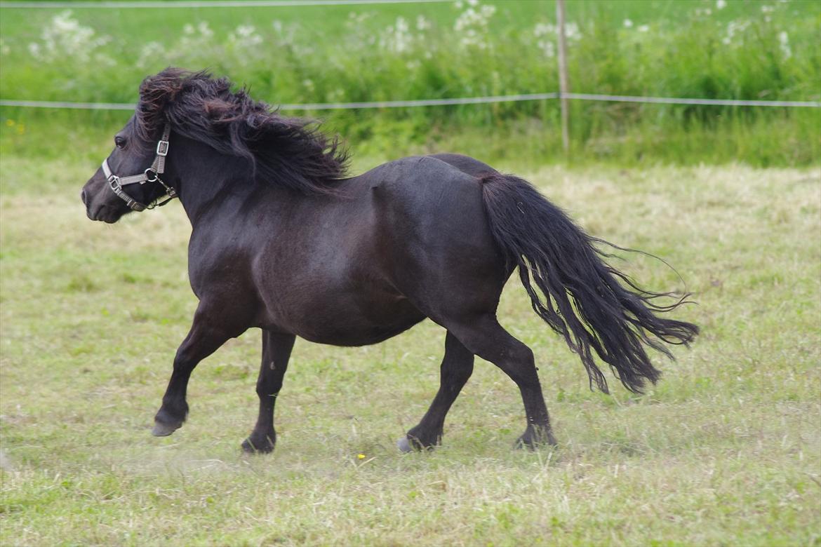 Shetlænder Tasha billede 8