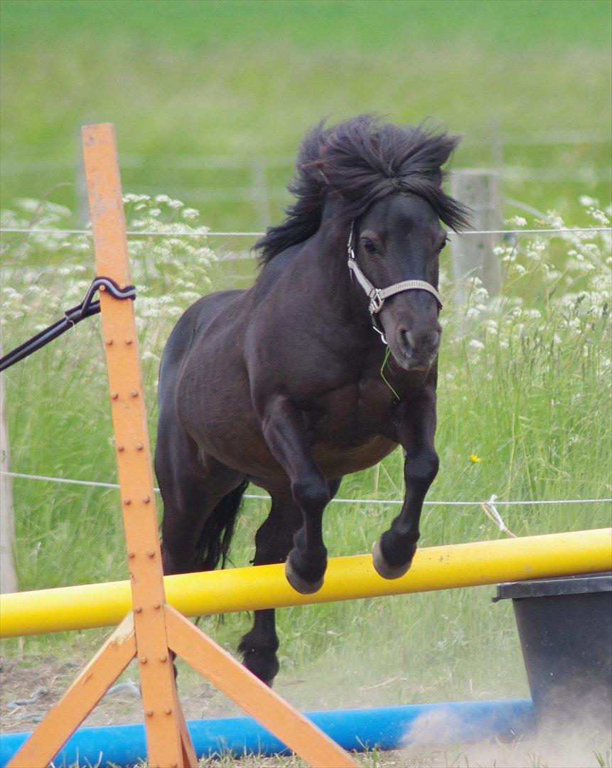 Shetlænder Tasha billede 10