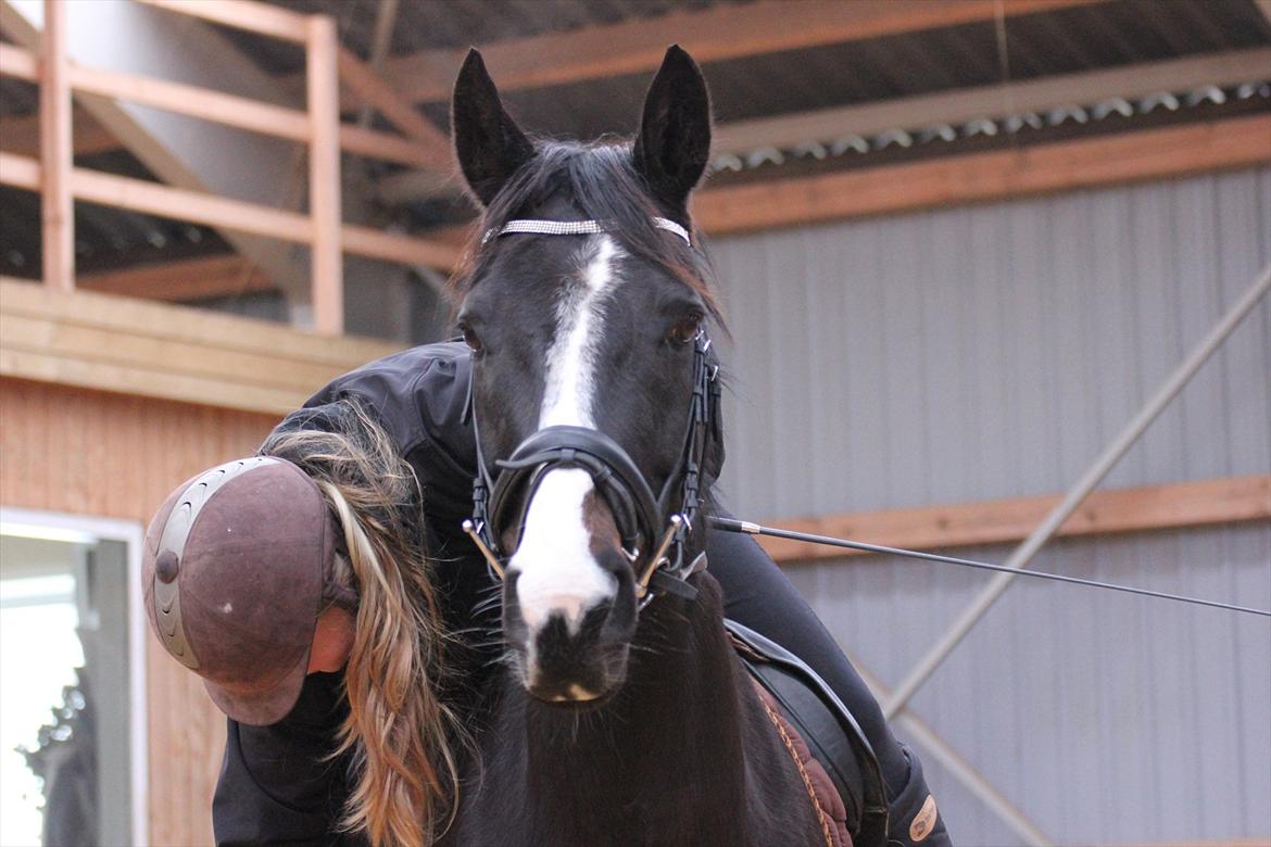 Dansk Varmblod Federica billede 1