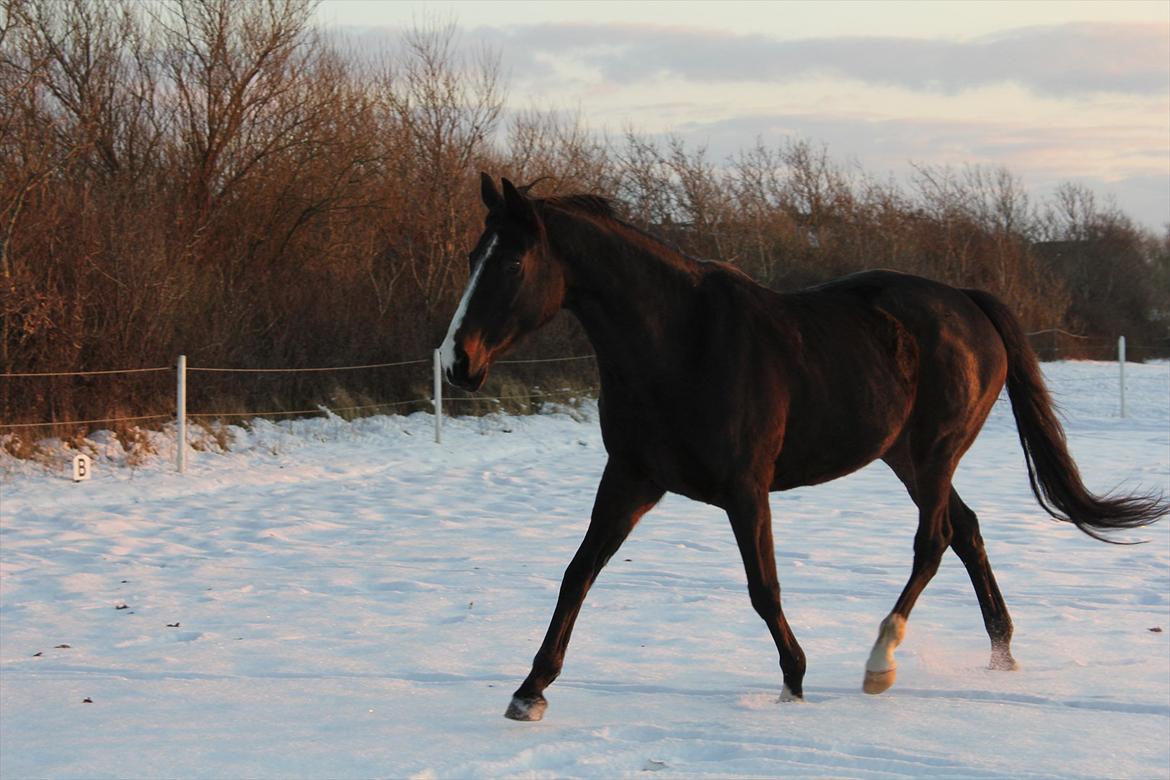 Dansk Varmblod Federica billede 5