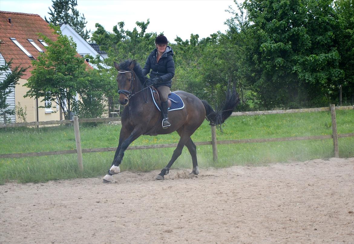 Holstener Medusa - Fra 2. springtræning. Fart over feltet :D billede 17
