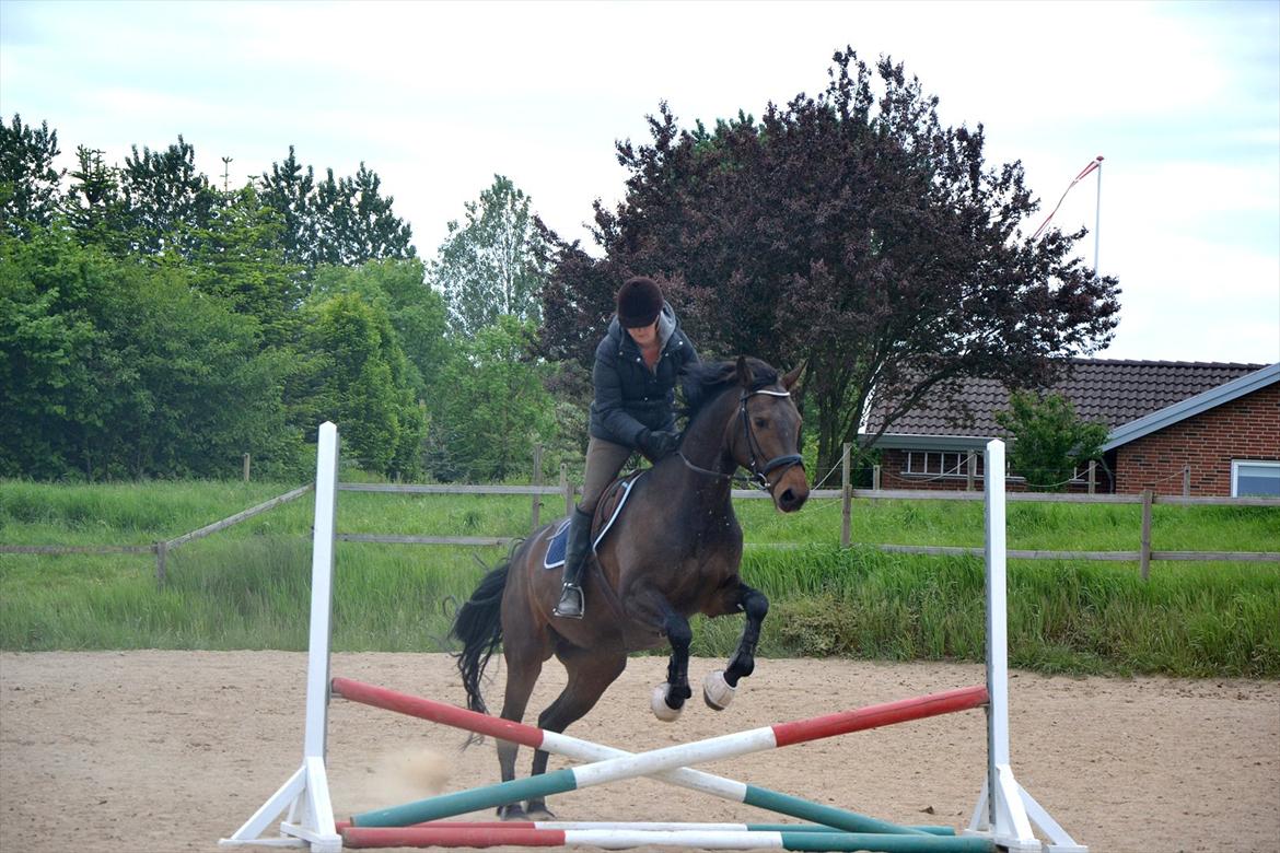 Holstener Medusa - 2. springtræning! Dygtige Medusa! Rytter burde kigge op!! billede 18