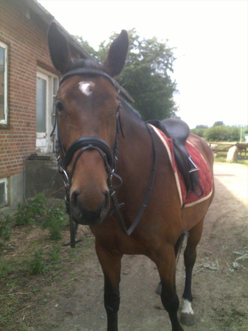 Oldenborg Horsmarks Unella - Horsmarks Unella - dejlig hest billede 2