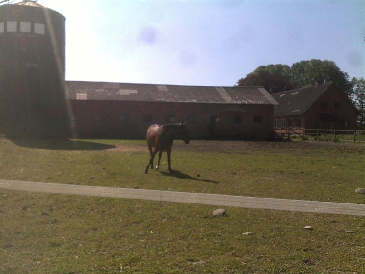 Oldenborg Horsmarks Unella billede 4