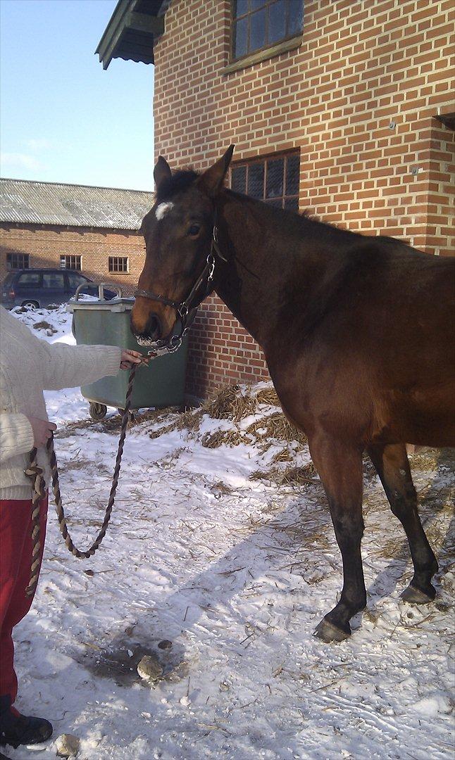 Oldenborg Horsmarks Unella billede 5