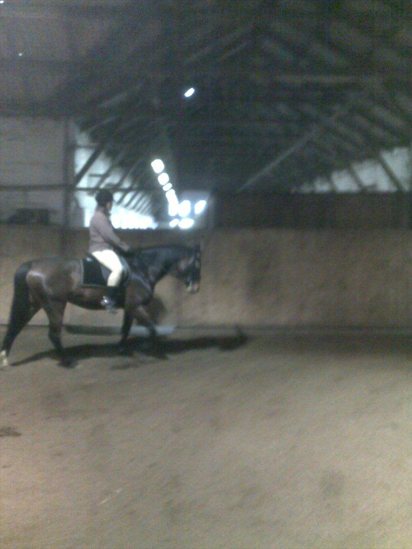 Oldenborg Horsmarks Unella billede 7