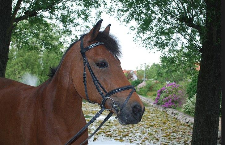 Anden særlig race Kildegårdens Socky - Verdens Smukkeste! billede 2