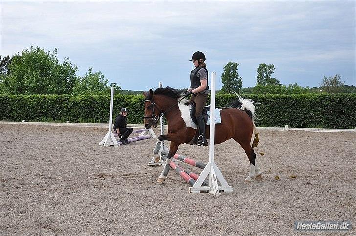 Pinto Sandie - Spring:-)
foto:Sarah´s Mor billede 6