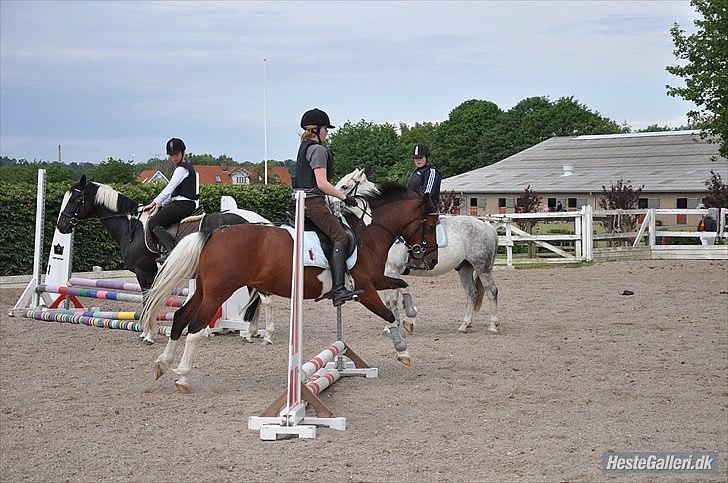 Pinto Sandie - :-)
foto:Sarah´s Mor billede 7