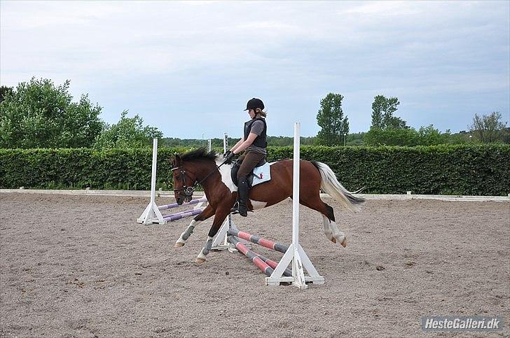 Pinto Sandie - Jeg hiver igen
foto:Sarah´s Mor billede 9