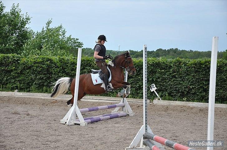 Pinto Sandie - Hun springer højt over:-)
foto:Sarah´s Mor billede 10