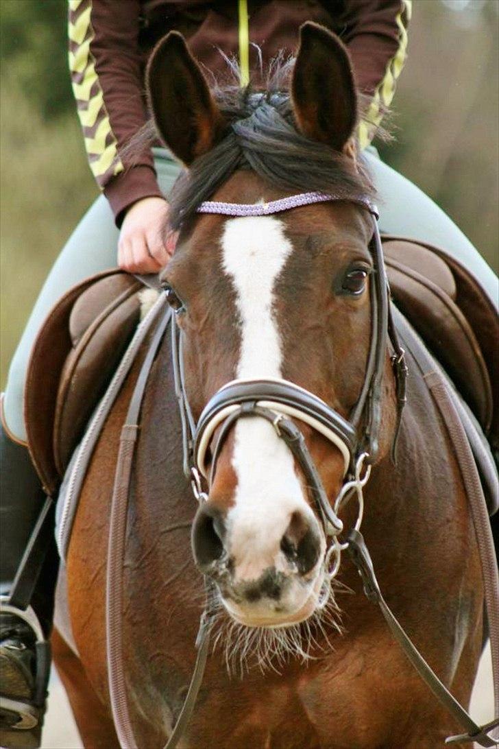 Holstener Camilla (Smilla) billede 1