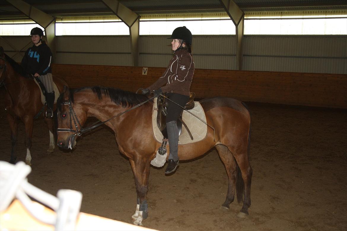 Anglo Araber (AA) Magic Star *Har redet* - Dejlige Magic Star<3 billede 15