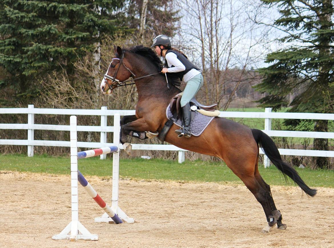 Holstener Camilla (Smilla) - søøød hest <3 billede 5