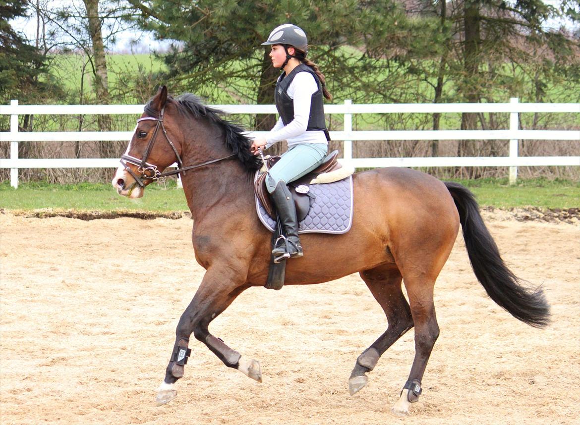 Holstener Camilla (Smilla) billede 7