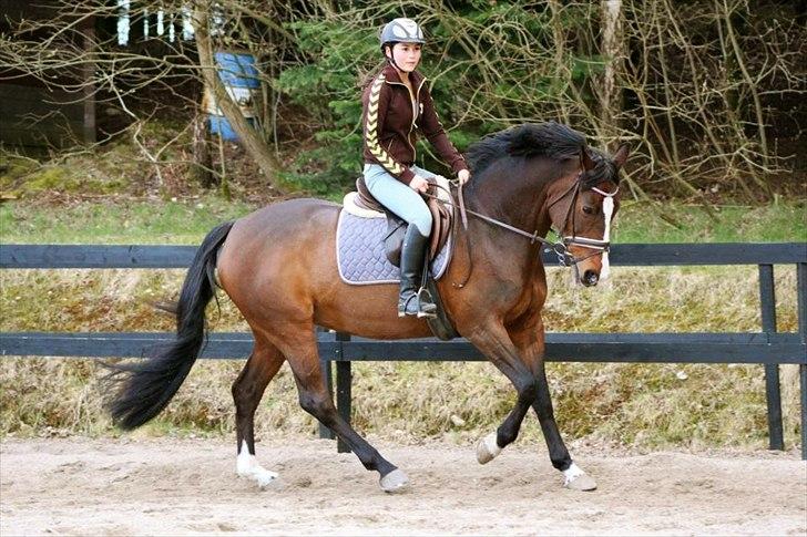 Holstener Camilla (Smilla) billede 10