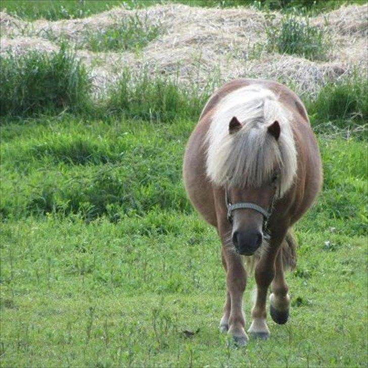 Shetlænder Tine!<3 (bamsen) - I <3 Y billede 15
