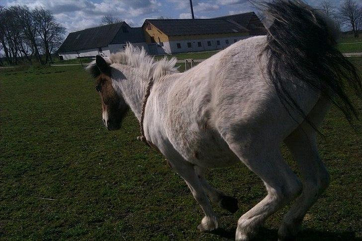 Anden særlig race KIKI BABY - Min stjerne giver den gas. Jeg savner dig ubeskriveligt meget Kiki, alt var bedre da du var her! billede 19