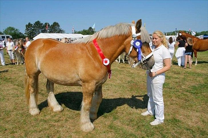 Jyde Isabella af Lavrens *solgt* - Skueets bedste hoppe på tværs af racer, Varde 2012, 60 af 60 point billede 9