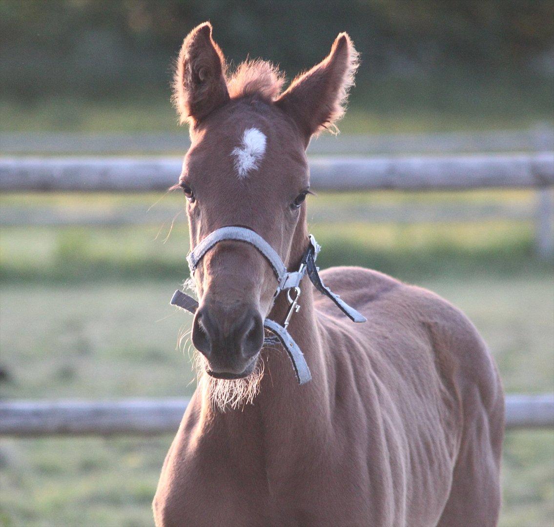 Dansk Varmblod Birkebo's Calimero billede 10