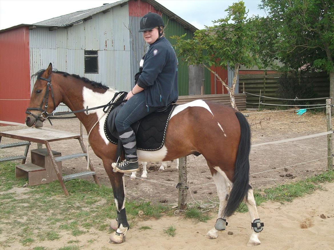 Pinto Robin - Loppe *Solgt* - kig ikke på mig!  kig på robber<3.
06062012. billede 17