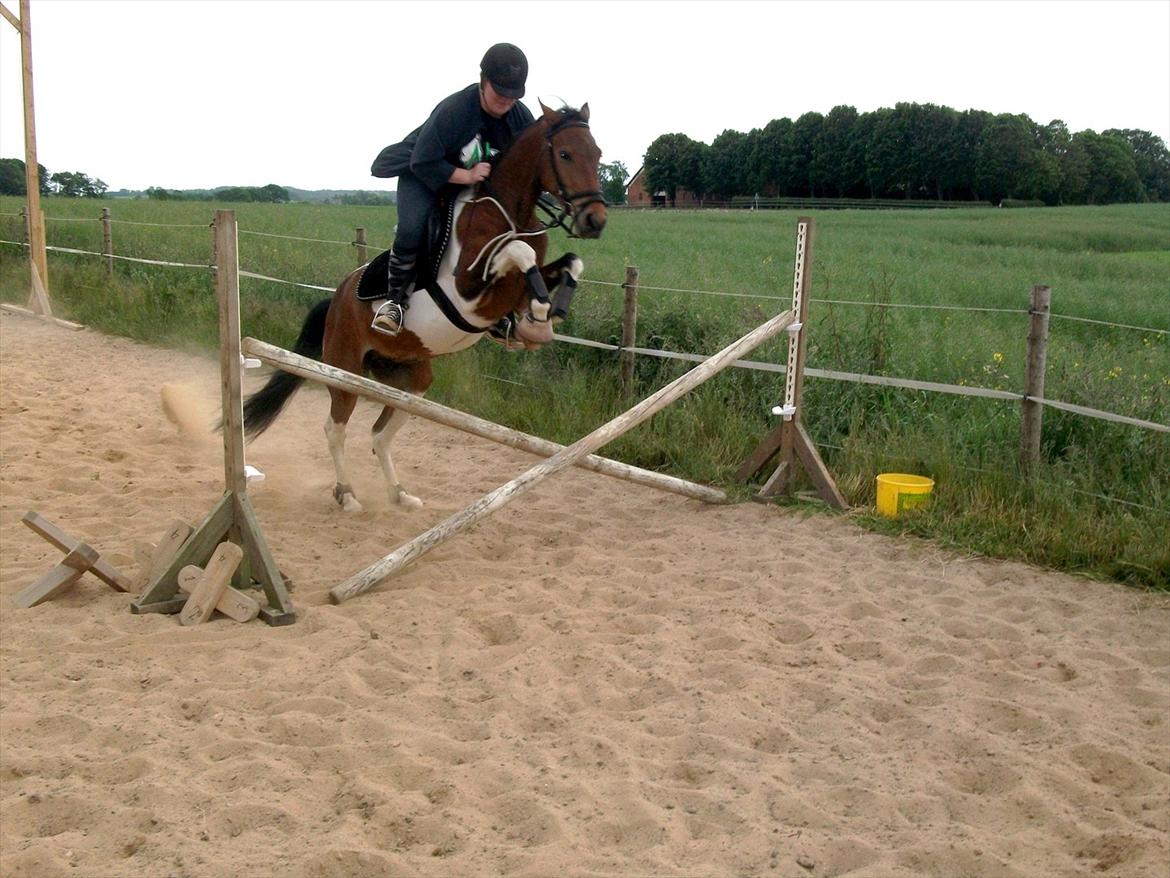 Pinto Robin - Loppe *Solgt* - springtrænning<3. billede 12