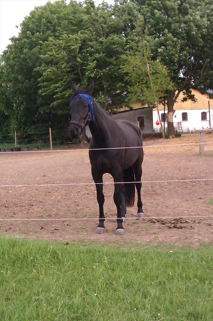 Oldenborg Liva Ærteberg - Velkommen til lille Liva's profil :) billede 1