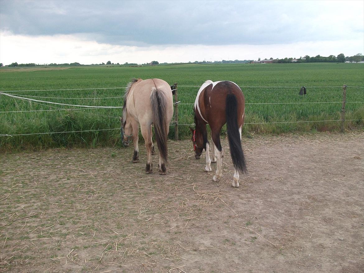 Pinto Robin - Loppe *Solgt* - robin og hans bedste ven Prins Hans! :-) billede 9