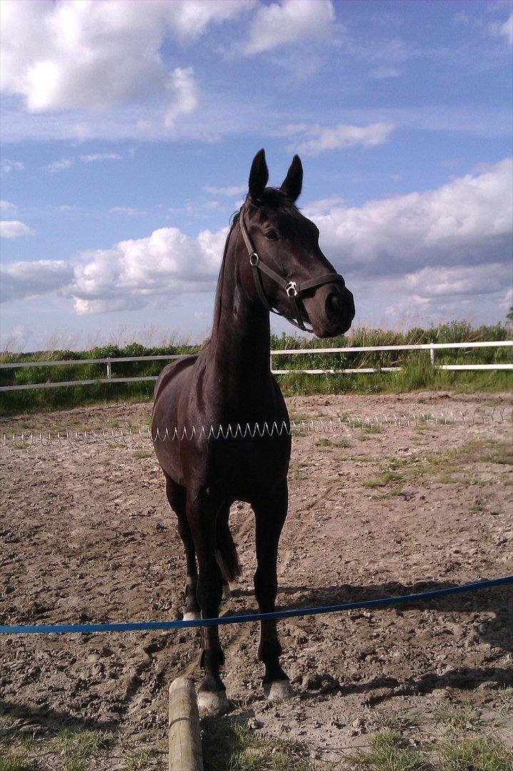 Oldenborg Liva Ærteberg billede 2