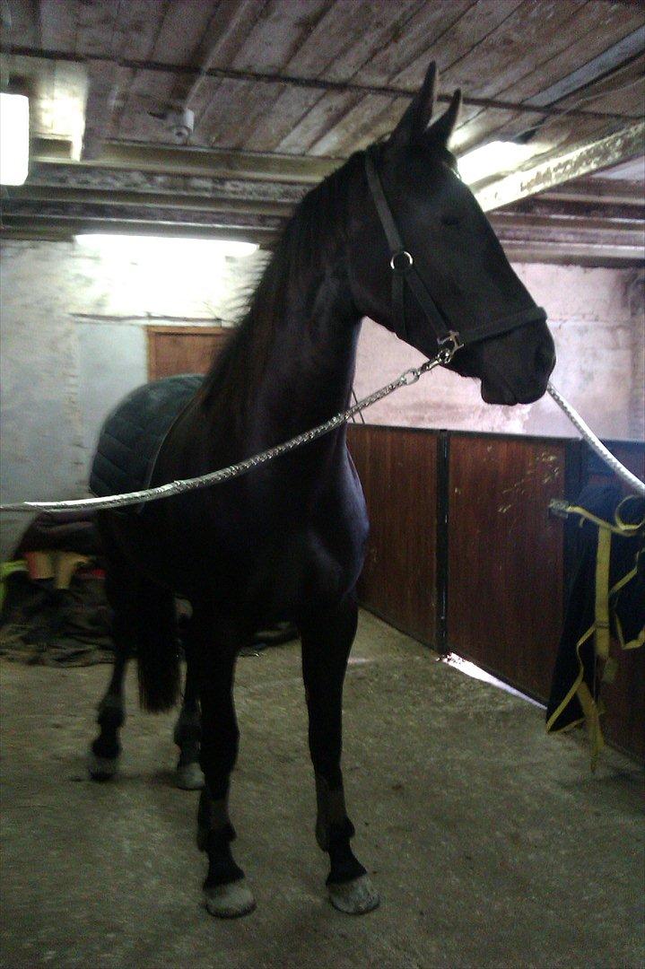 Oldenborg Liva Ærteberg billede 3