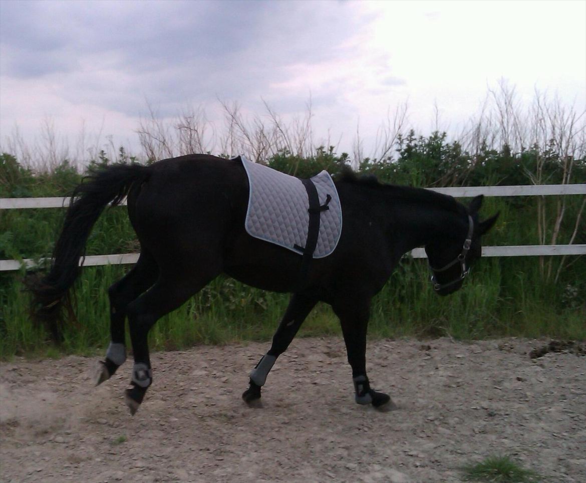 Oldenborg Liva Ærteberg - Et lille hop. billede 4