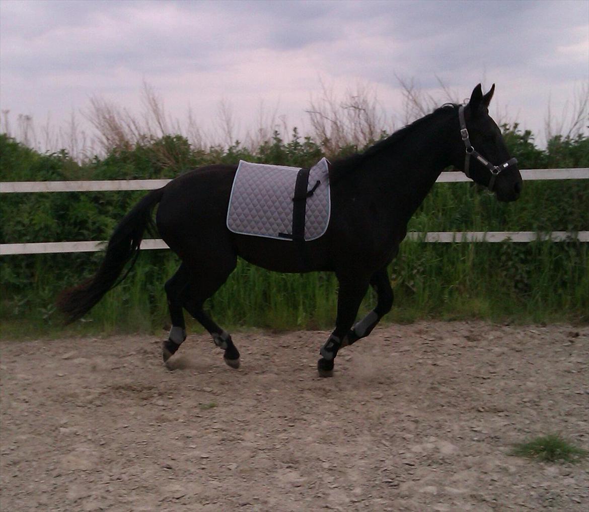 Oldenborg Liva Ærteberg billede 5