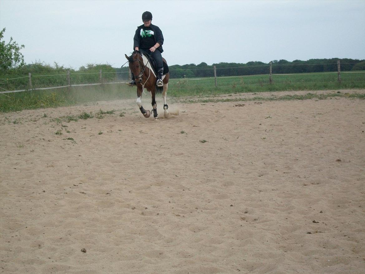 Pinto Robin - Loppe *Solgt* - galop. :-) billede 16