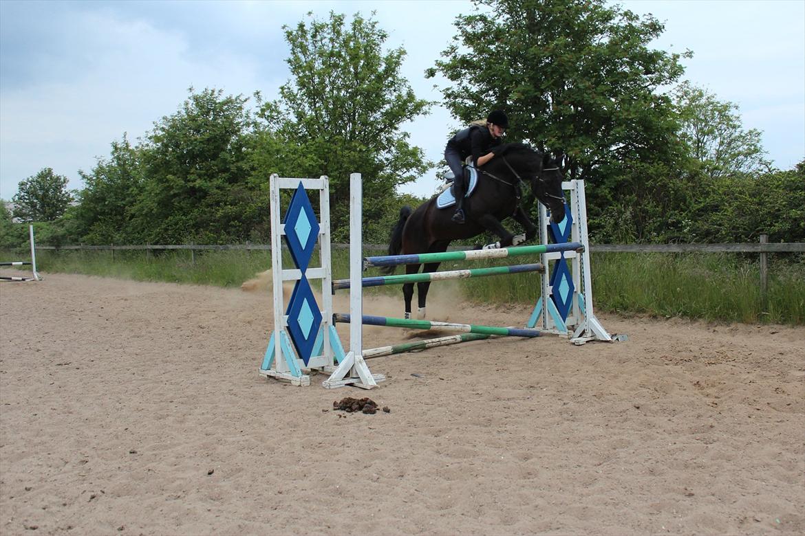 Dansk Varmblod Tranholms Patri - If you can dream it, you can do it :)
- Min smukke prinsesse over 120(La) :D
Fotograf: Amalie Aarup billede 13