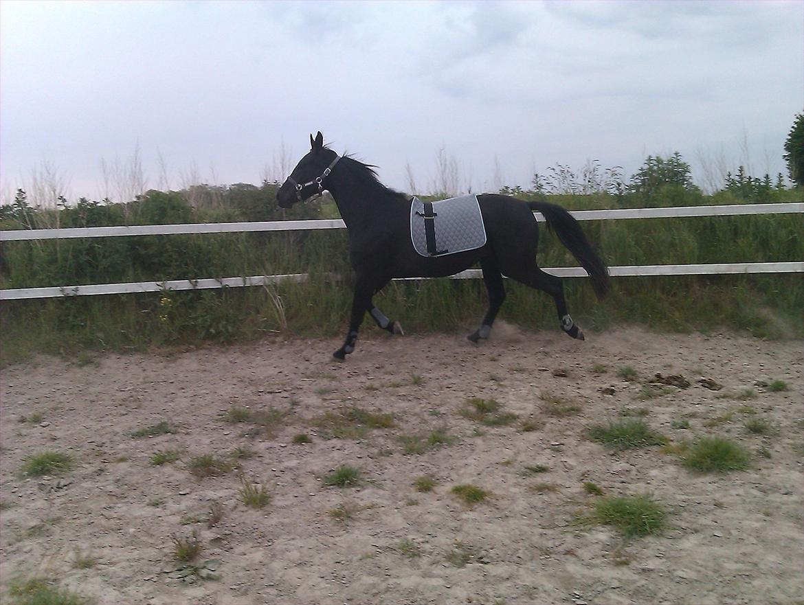 Oldenborg Liva Ærteberg billede 7